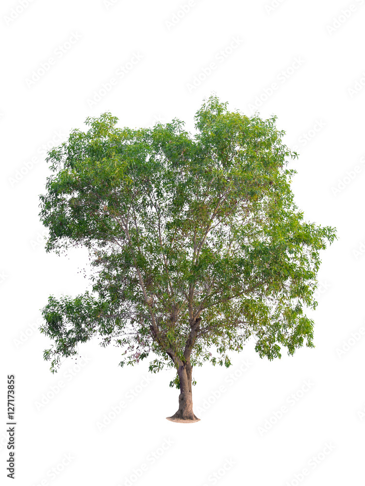 tree in summer isolate on white background tree in summer isolate on white background