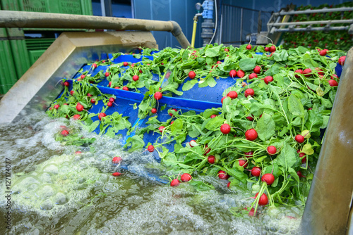 Radishes being washed on conveyor belt on industrial washing line