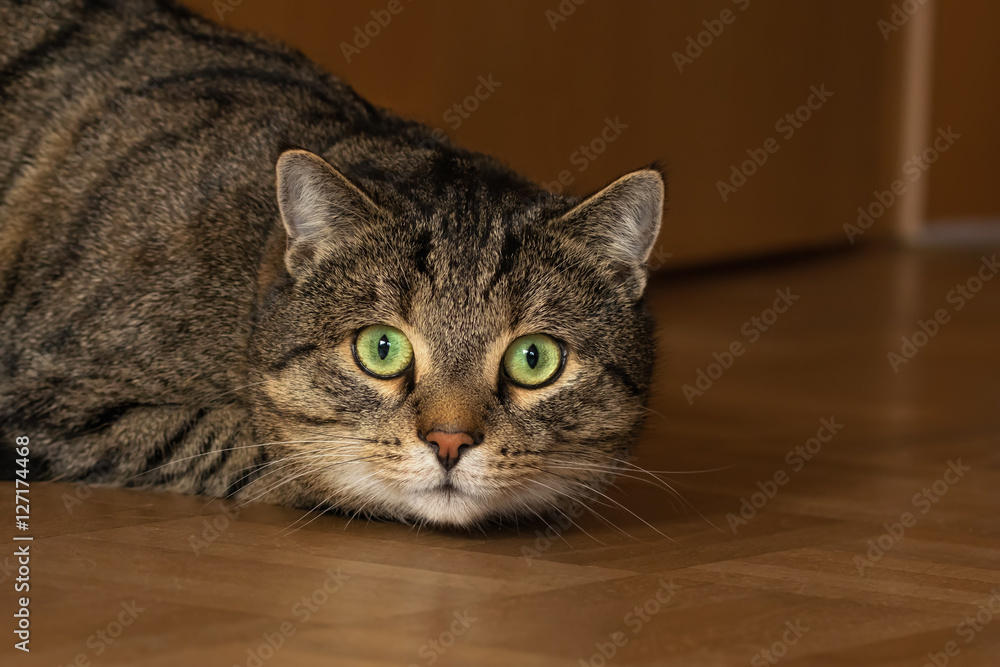 Tabby cat with expectant expression