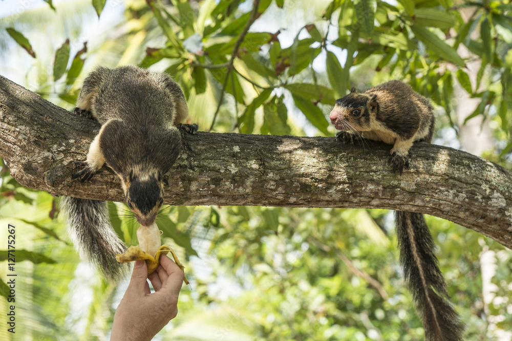 Fototapeta premium Sri-Lanka-Riesenhörnchen (Ratufa macroura)