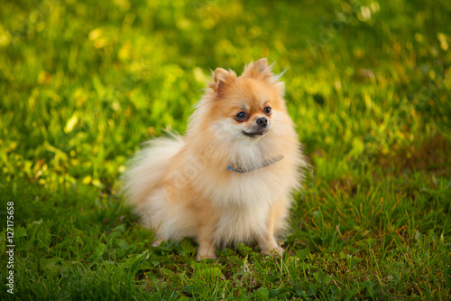 beautiful red dwarf Spitz on green lawn