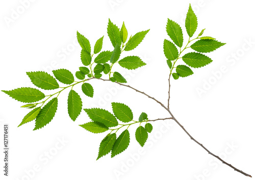 spring twig elm with green leaves isolated on a white background at macro lense shot