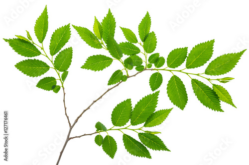 spring twig elm with green leaves isolated on a white background at macro len...