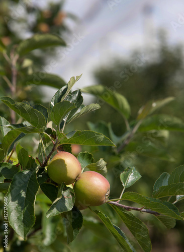 Antihail nets in orchard photo