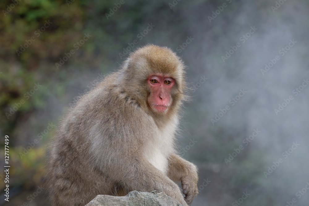 温泉に入る猿　地獄谷