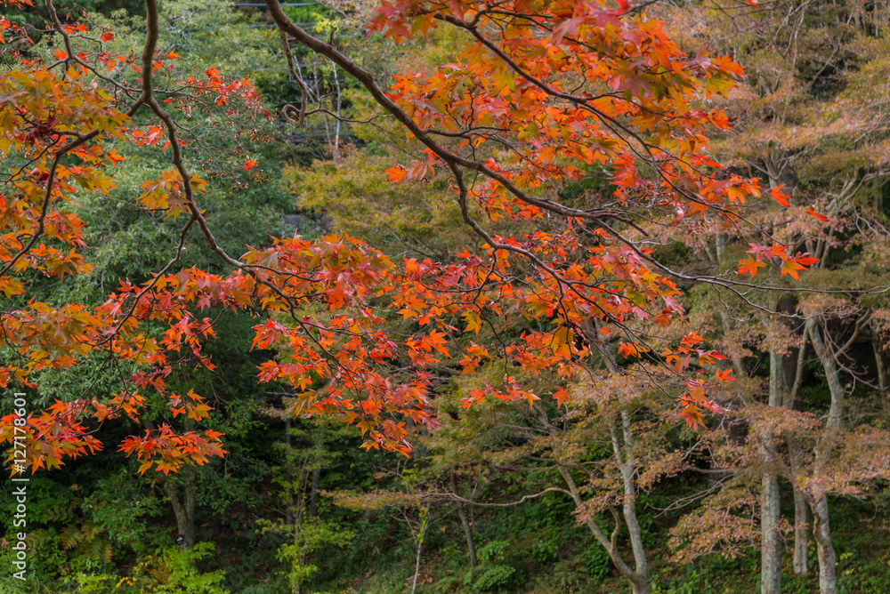 六甲山の紅葉