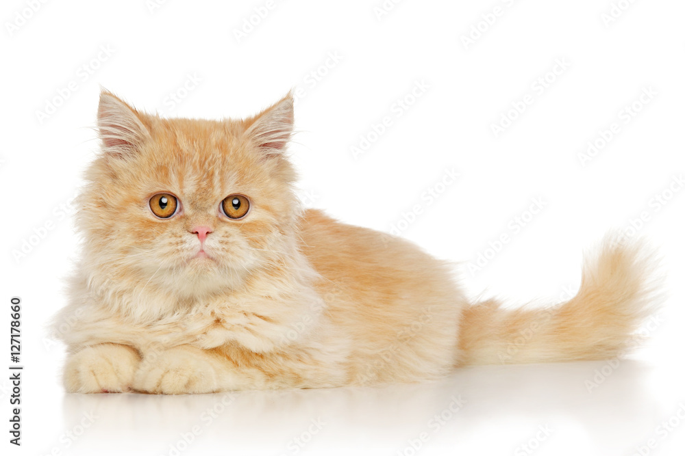 Persian cat