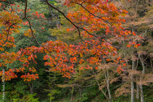 六甲山の紅葉