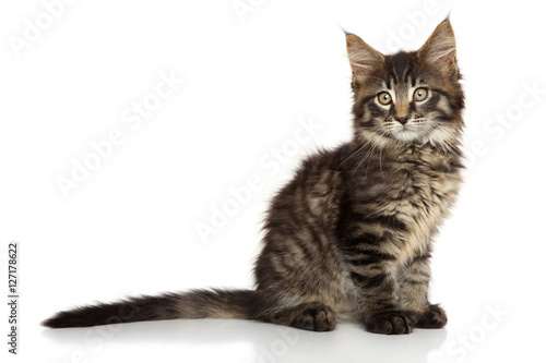 Beautiful maine coon cat on white