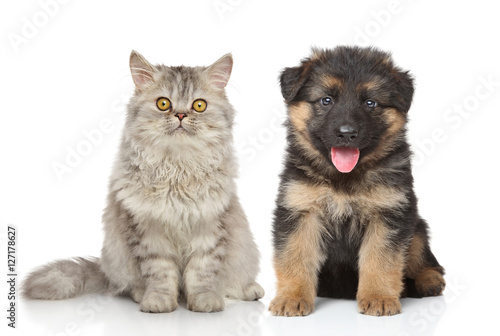 Fototapeta Naklejka Na Ścianę i Meble -  Cat and dog together