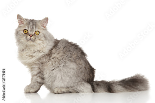 Fototapeta Naklejka Na Ścianę i Meble -  Grey Persian cat