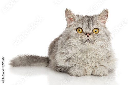 Fototapeta Naklejka Na Ścianę i Meble -  Persian cat in front of white background