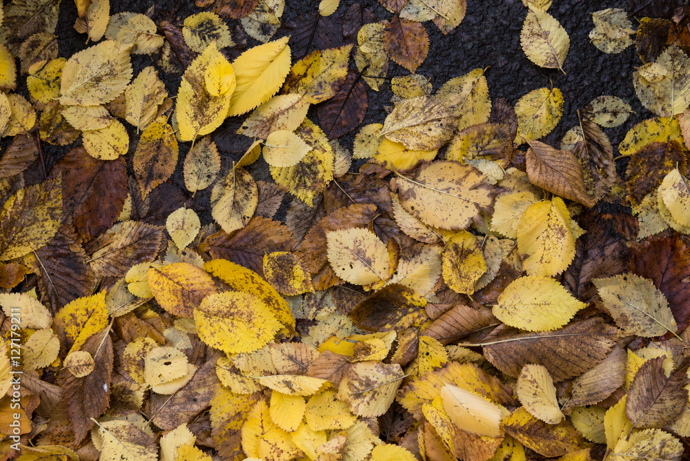 Muddy yellow wet autumn leaves background texture Muddy yellow wet autumn leaves background texture