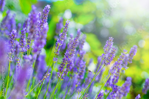 Blooming Lavender bush in a shallow depth of field backlight is