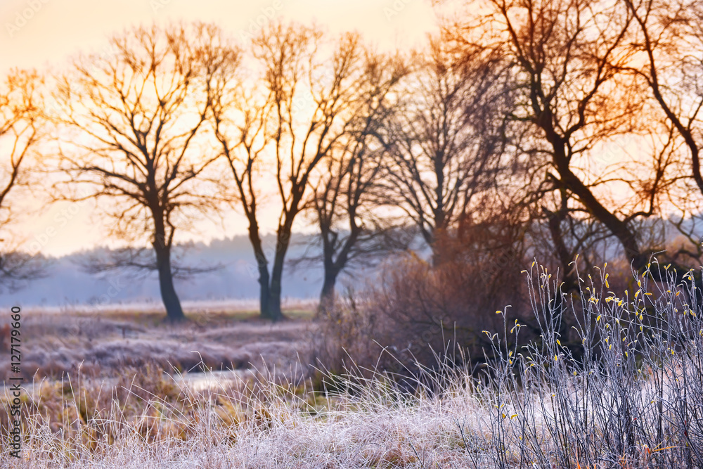frosty early morning in late autumn. Wildlife, grass covered with frost, the bushes with last yellow leaves in the background large branches of trees and warm sunlight. beautiful autumn views.
frosty early morning in late autumn. Wildlife, grass covered with frost, the bushes with last yellow leaves in the background large branches of trees and warm sunlight. beautiful autumn views.