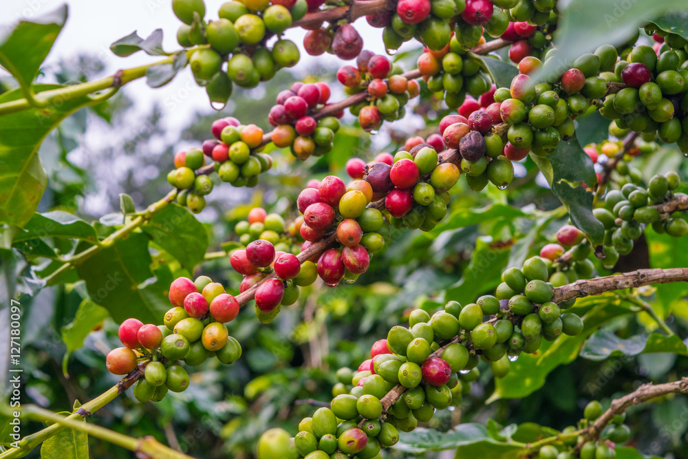 Coffee beans at a plantation after rain in Vietnam