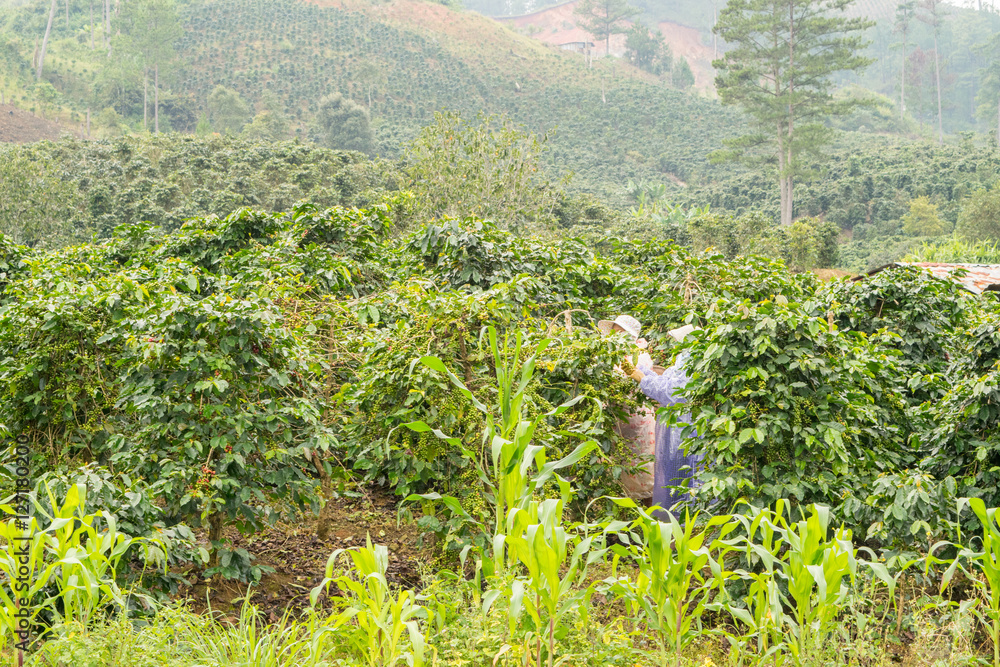 harvesting of coffee in Vietnam near Da Lat