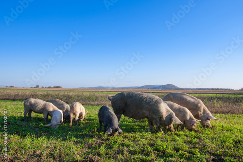 Pigs and piglets grazing in a field pasturage under blue sky. Natural organic agriculture. Farming.