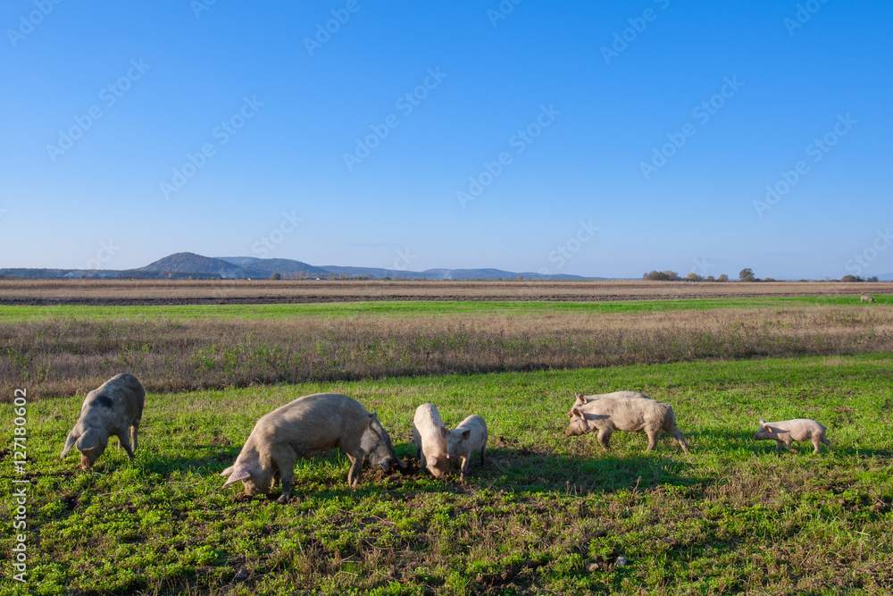 Fototapeta premium Pigs and piglets grazing in a field pasturage under blue sky. Natural organic agriculture. Farming.
