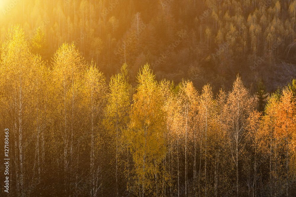 The rural houses on mountain farm in forest under rocks. Morning frost in magical golden autumn. In the backlight warm sunbeam light and a light shallow fog. Yellow-hot leaves on the tops of birches.