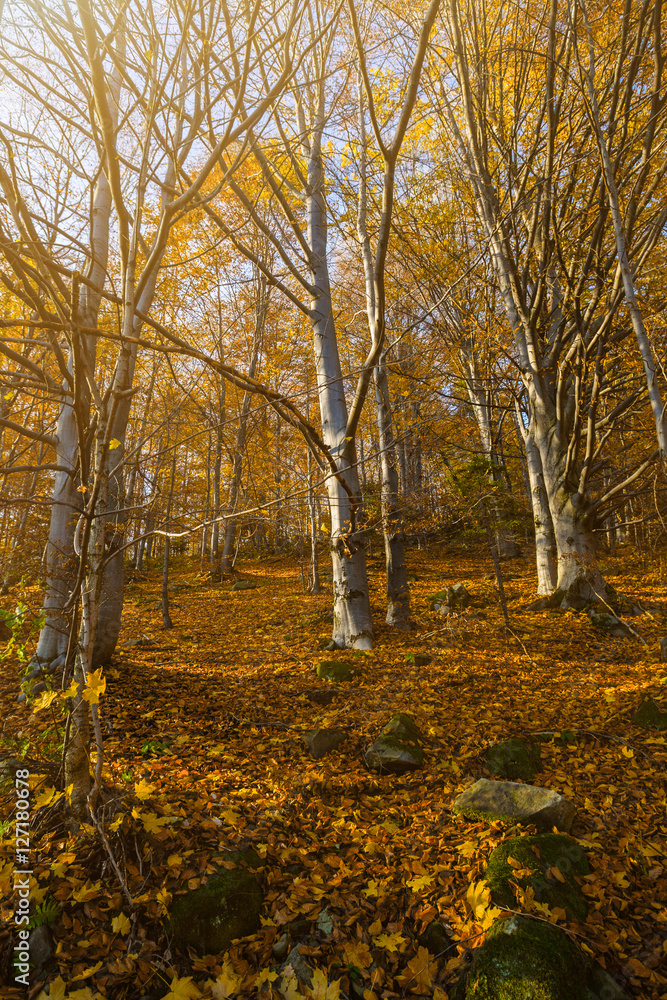 Romantic morning in mountain forest of the beech tree. Early mor