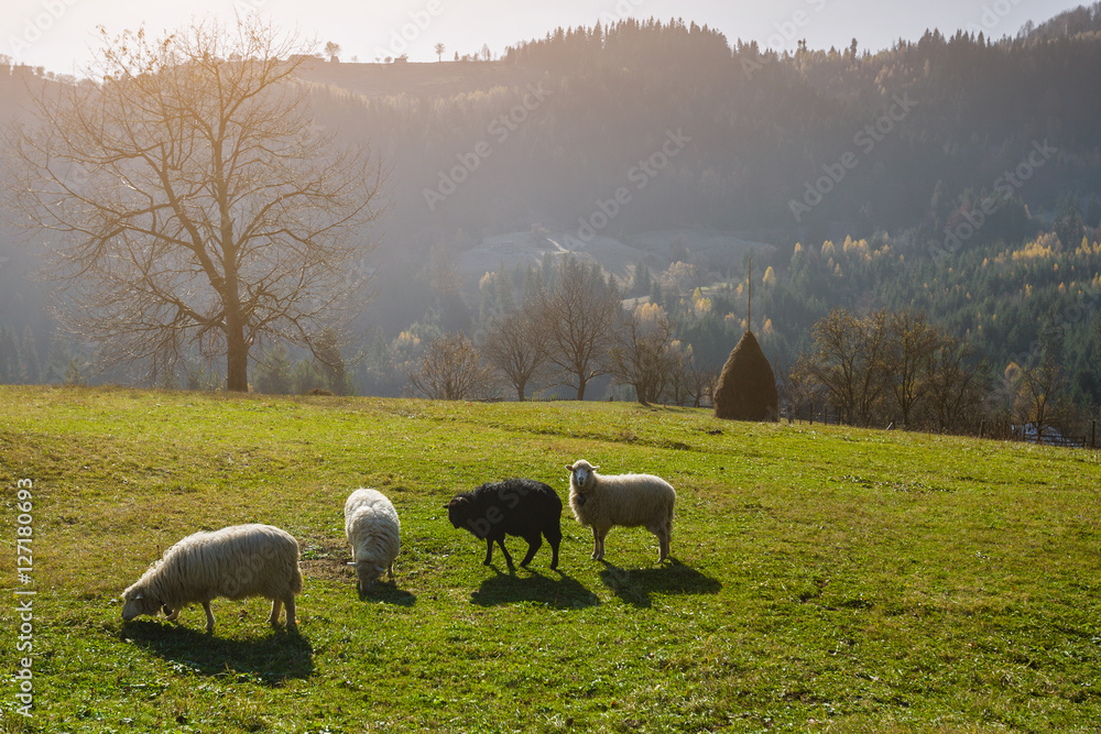 Naklejka premium Grazing sheep on the mountain meadow. Four sheep. Three white an