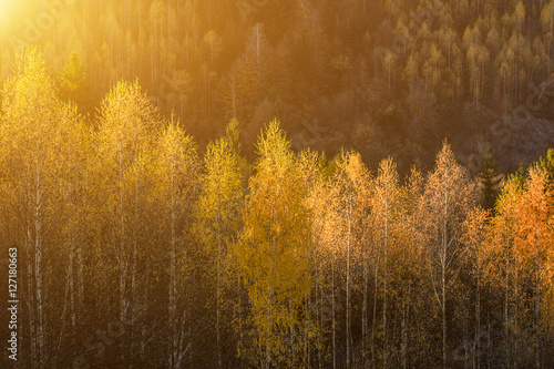 The rural houses on mountain farm in forest under rocks. Morning frost in magical golden autumn. In the backlight warm sunbeam light and a light shallow fog. Yellow-hot leaves on the tops of birches.