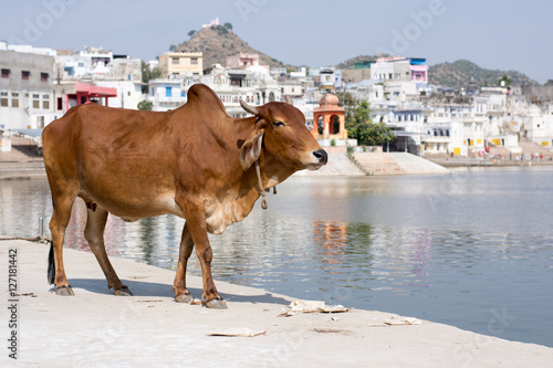 Cow on Pushkar lake bathing ghats, Rajasthan, India