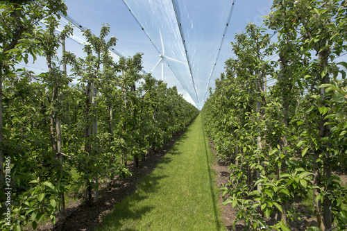 Antihailnet. Orchard. Flevopolder Netherlands. photo