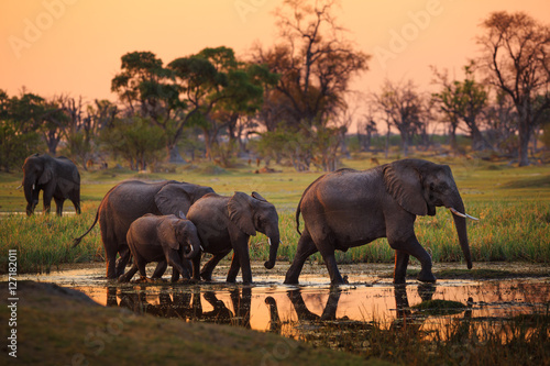 Elephants in Moremi Game Reserve - Botswana