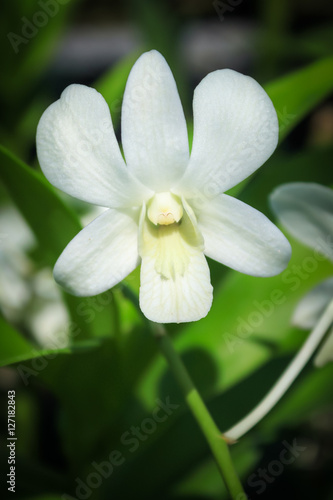 Beautiful blooming white orchid.