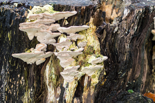 Tree fungus in fall (autumn) in Singleton Park, Swansea, UK