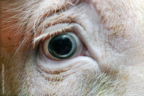 Close up of a pigs-eye. Pigs head.  photo