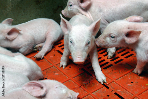 Pigs. Piglets in stable. photo