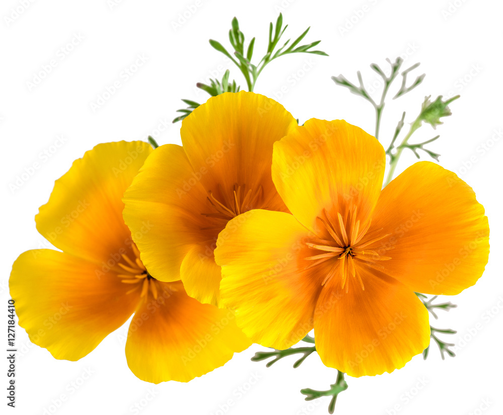 Obraz premium kwiat Eschscholzia californica (mak kalifornijski, mak złoty, światło słoneczne Kalifornii, filiżanka złota) na białym tle na białym tle zdjęcia w makro obiektywu z bliska