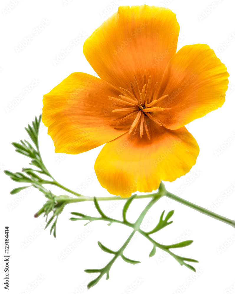 Naklejka premium flower Eschscholzia californica (California poppy, golden poppy, California sunlight, cup of gold) isolated on white background shots in macro lens close-up