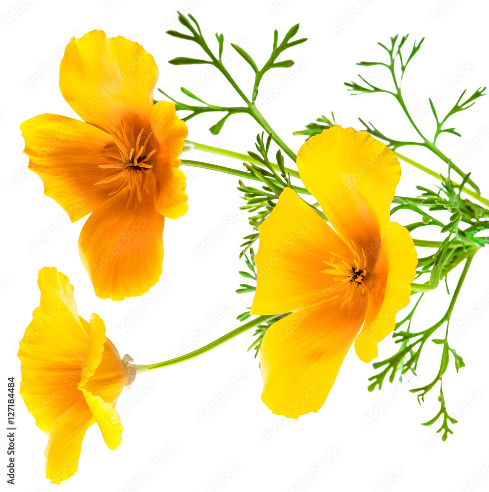 Fototapeta premium flower Eschscholzia californica (California poppy, golden poppy, California sunlight, cup of gold) isolated on white background shots in macro lens close-up