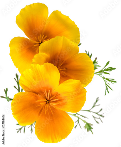 flower Eschscholzia californica  California poppy  golden poppy  California sunlight  cup of gold  isolated on white background shots in macro lens close-up