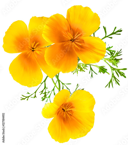 Fototapeta Naklejka Na Ścianę i Meble -  flower Eschscholzia californica (California poppy, golden poppy, California sunlight, cup of gold) isolated on white background shots in macro lens close-up