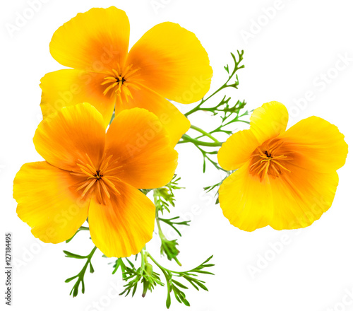 flower Eschscholzia californica (California poppy, golden poppy, California sunlight, cup of gold) isolated on white background shots in macro lens close-up photo