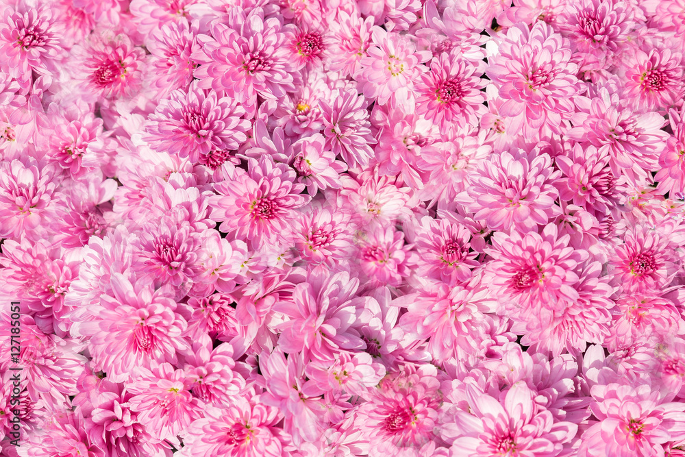 Obraz premium Rosa Blumenhintergrund