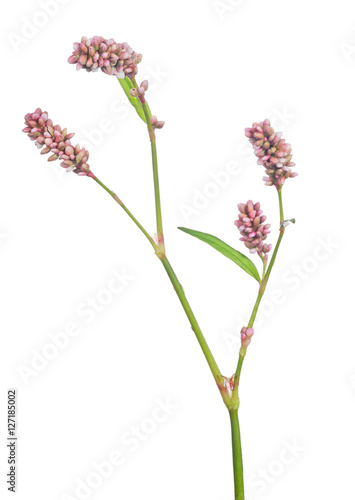 Fototapeta Naklejka Na Ścianę i Meble -  plant with small light pink flowers on white