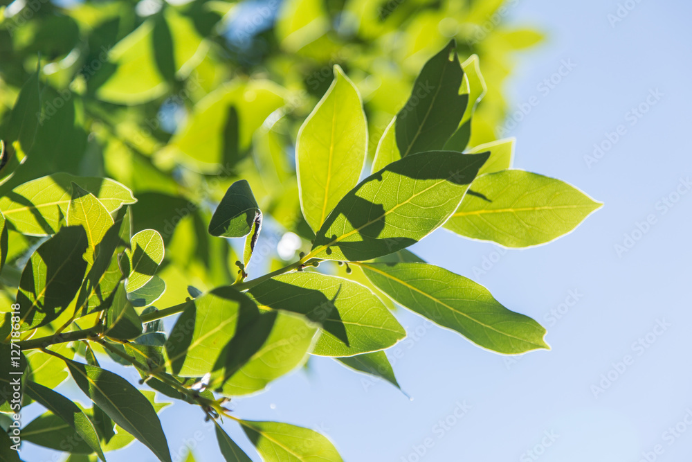 Obraz premium Laurel shrub or bay tree.