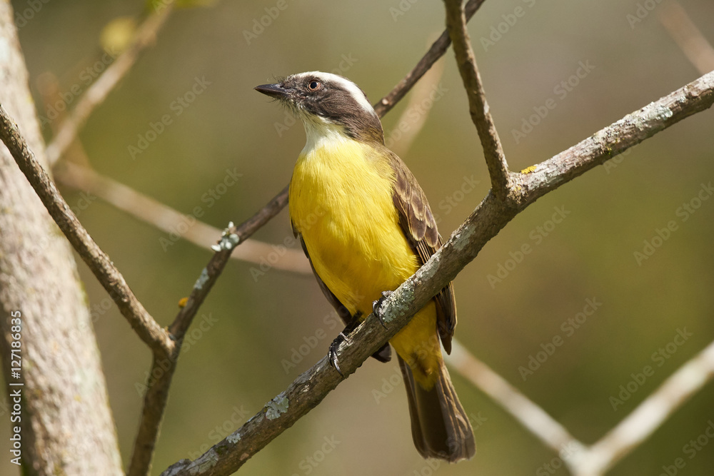 Fototapeta premium Drei-Streifen-Tyrann (Conopias Trivirgata) auf einem Zweig