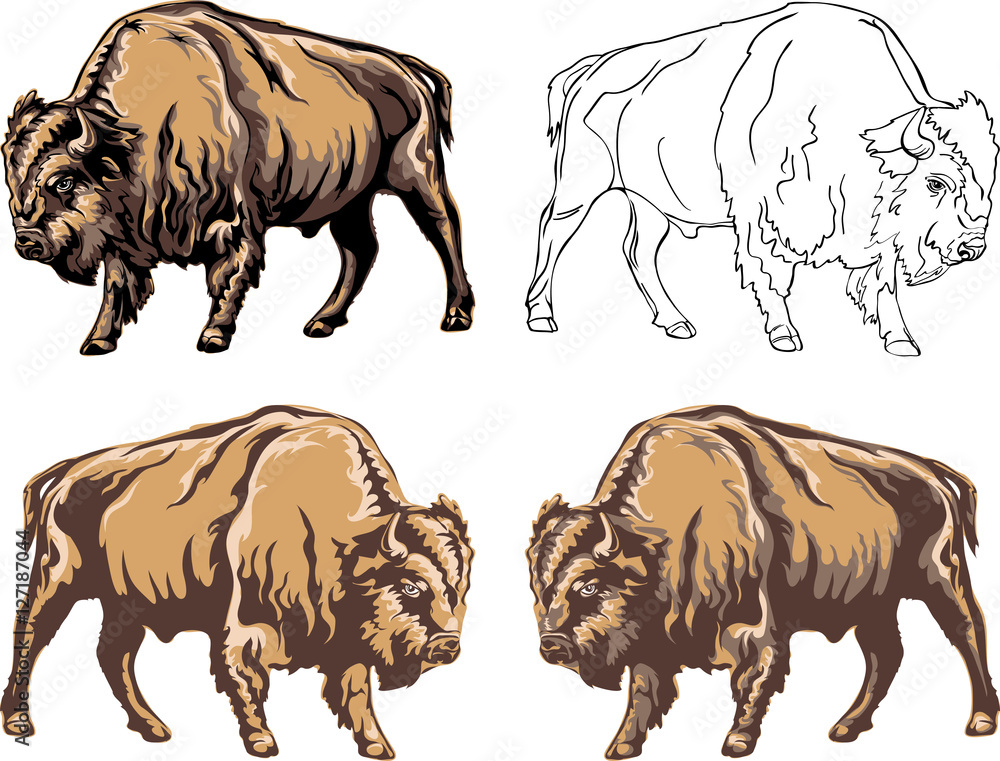 buffalo, color, black, illustration, isolation, figure, silhouette ...