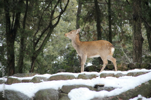 Fototapeta Naklejka Na Ścianę i Meble -  奈良公園の雪景色
