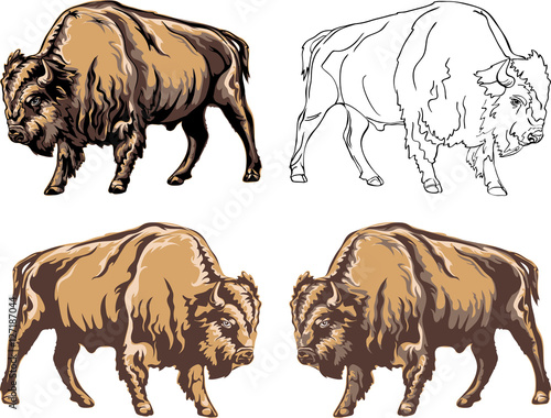 buffalo, color, black, illustration, isolation, figure, silhouette, portrait, various postures of the animal