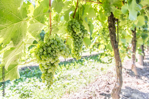 Wine grapes on the vine.