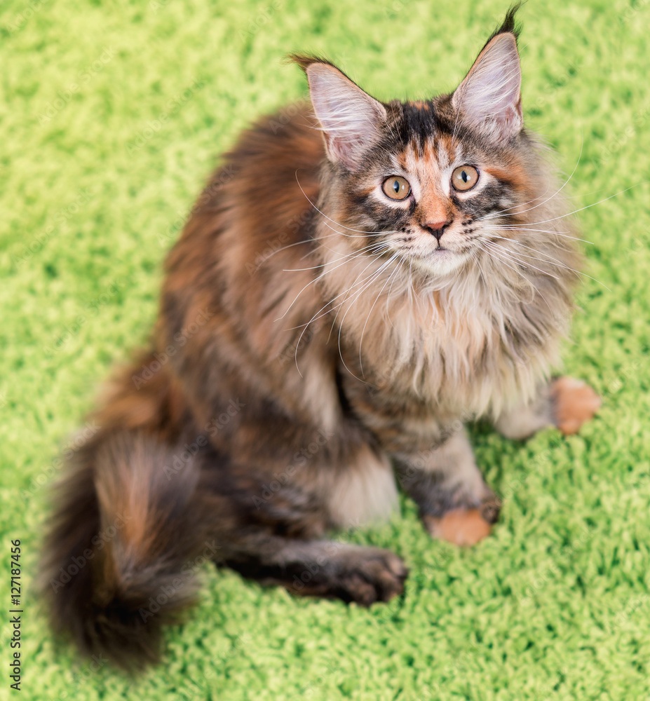Fluffy tortoiseshell kitty sitting on a green carpet. Portrait of domestic Maine Coon kitten, top view point. Playful beautiful young cat looking upwards.