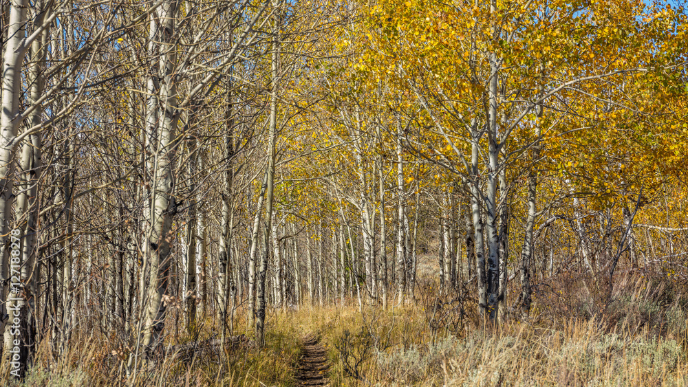 Golden autumn forest. Grand Teton National Park, Wyoming, USA Golden autumn forest. Grand Teton National Park, Wyoming, USA